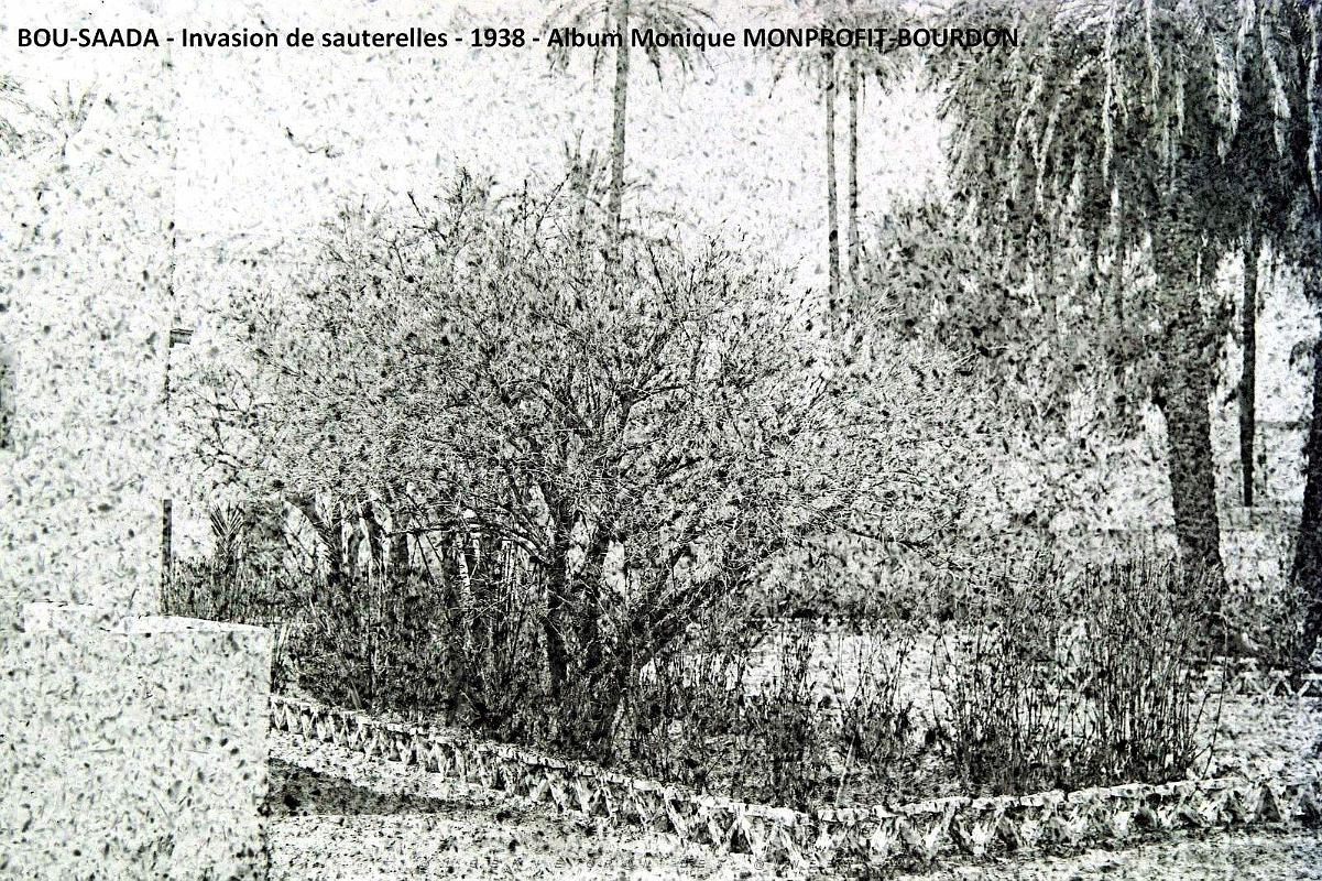 1- Bou-Saada 1939 Invasion de sauterelles (4).JPG